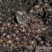 octopus_v_white_ta_hsb_r_h_0179_kom5166.jpg